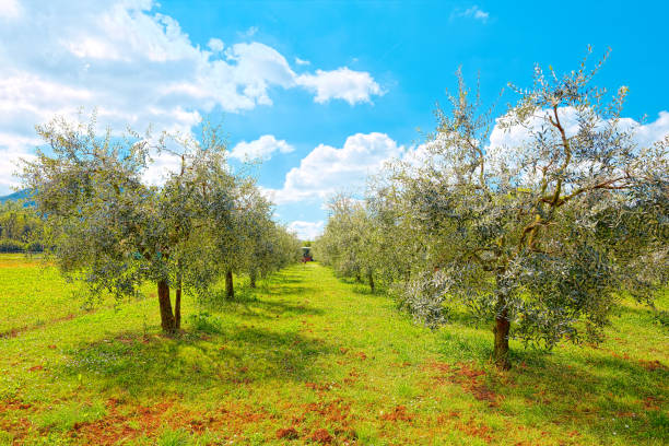 Uliveti della campagna lucchese
